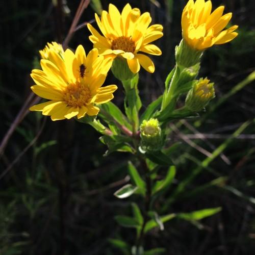 Yellow flowers with green sepals and leaves, yellow-green buds and maroon-green stems.