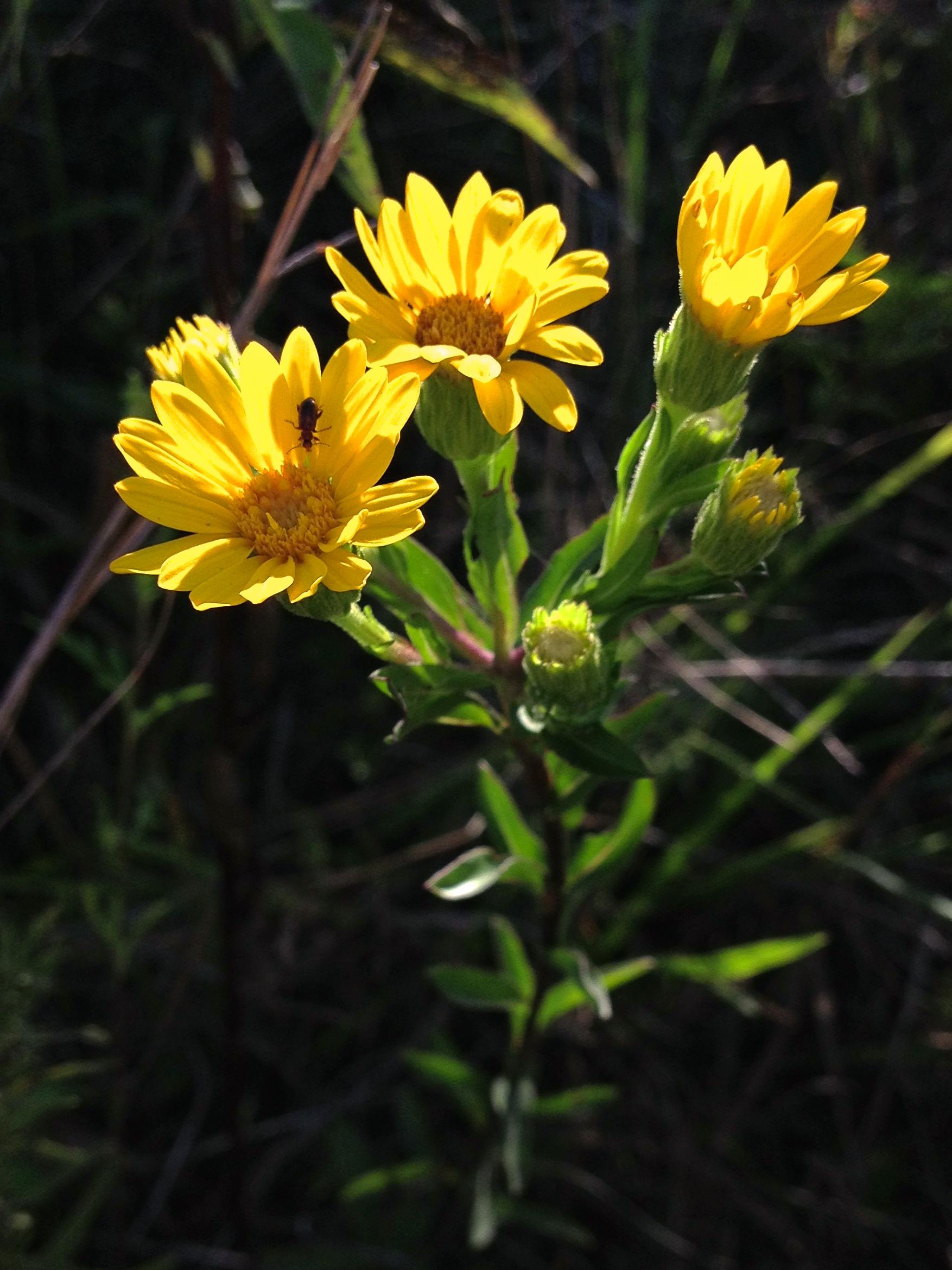 Yellow flowers with green sepals and leaves, yellow-green buds and maroon-green stems.