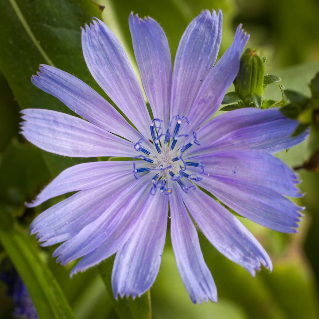 a purple-blue flower with blue-white filaments and anthers, a green bud and green leaves