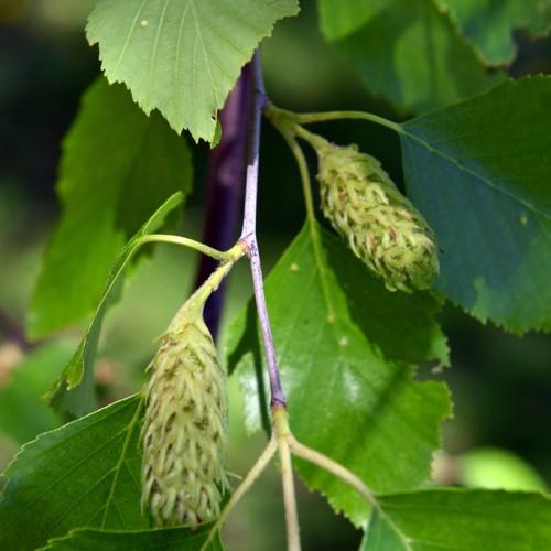 green leaves with lime-green fruits on purple-green stems