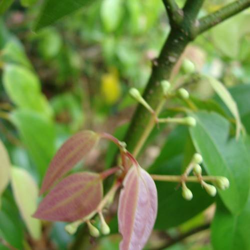 red-green leaves with light-green veins on red petioles and light-green buds on light-green stems