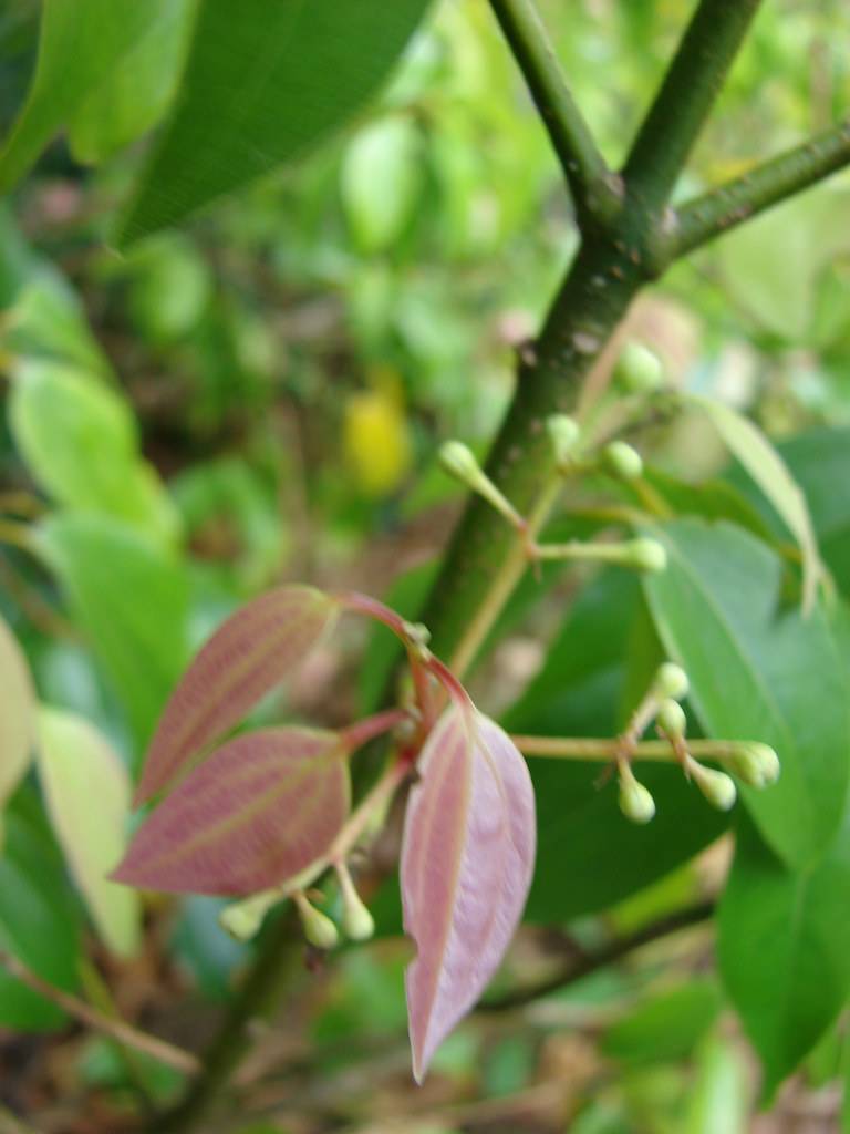 red-green leaves with light-green veins on red petioles and light-green buds on light-green stems