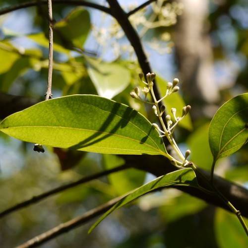light-green buds on yellow-green petioles and lime-green leaves with light-green veins and midribs on dark-brown branches