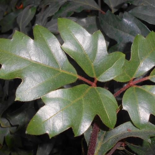 Dark-green leaves, brown-yellow midrib and veins, maroon petiole and stems.