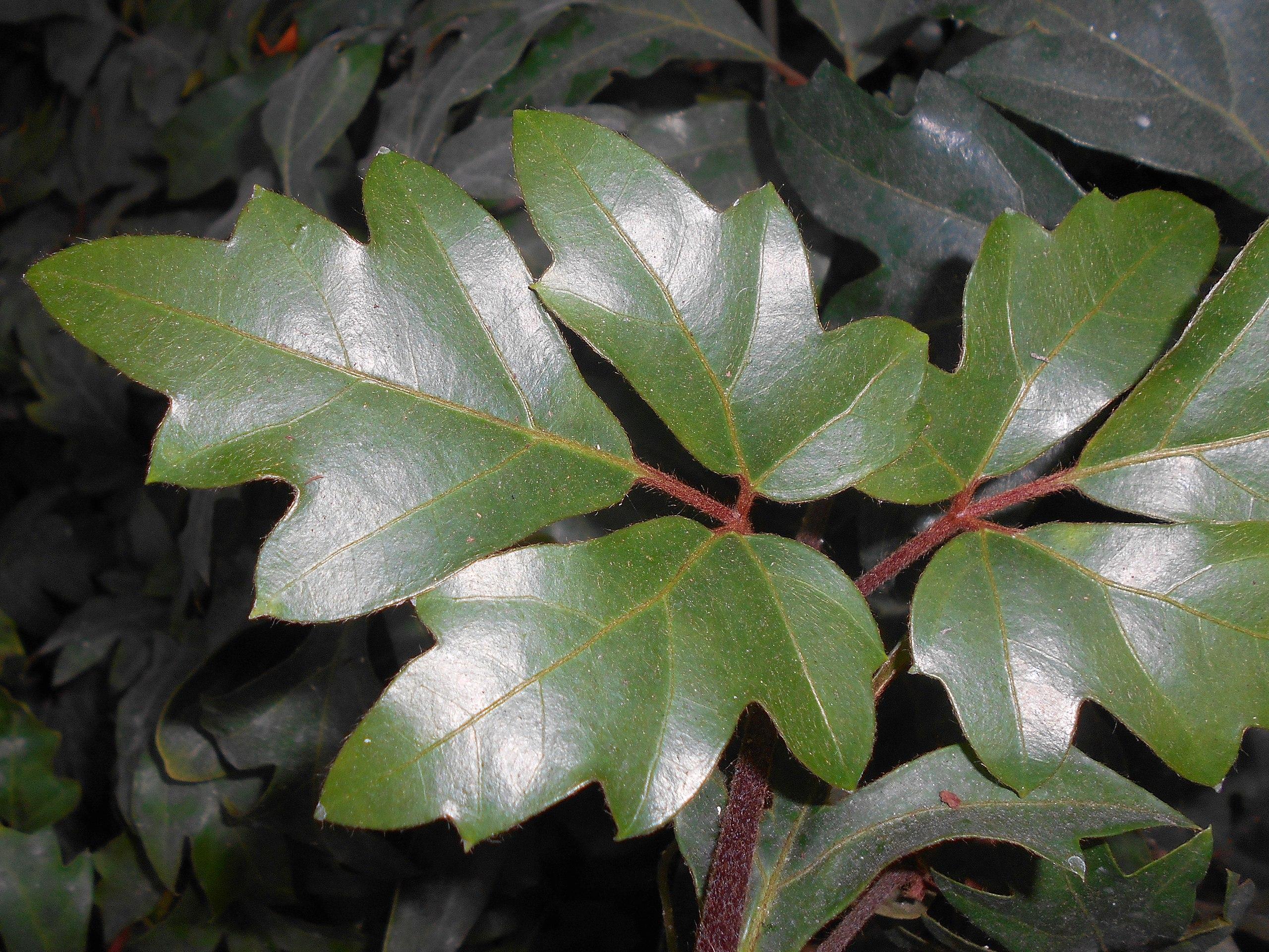 Dark-green leaves, brown-yellow midrib and veins, maroon petiole and stems.