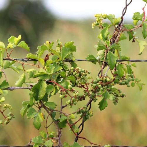 Green fruits with leaves burgundy-brown stems.