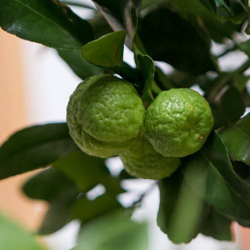 lime-green fruits with dark-green leaves and green stems