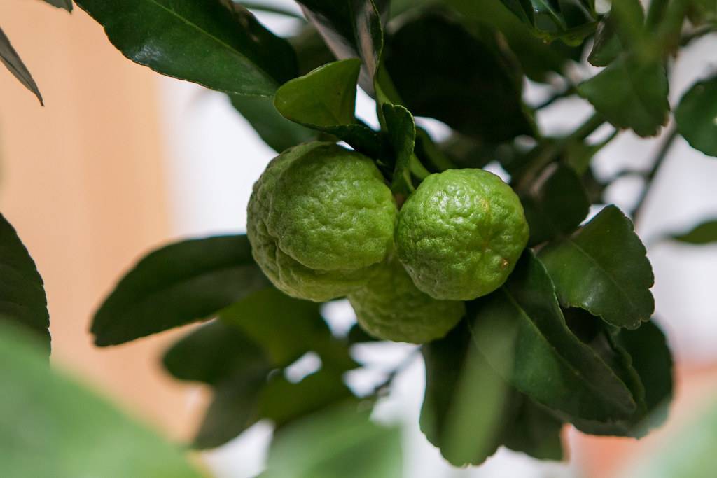 lime-green fruits with dark-green leaves and green stems