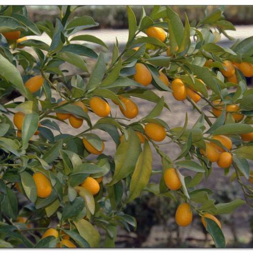 light-orange fruits and yellow-green leaves with light-green veins and midribs on green stems