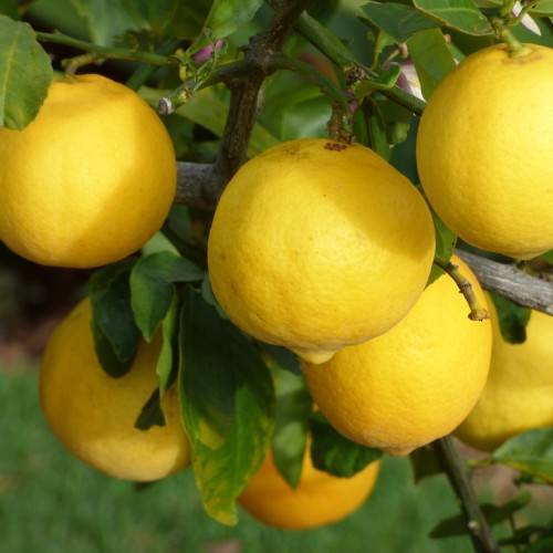 bright-yellow fruits on green petioles with green leaves on brown branches