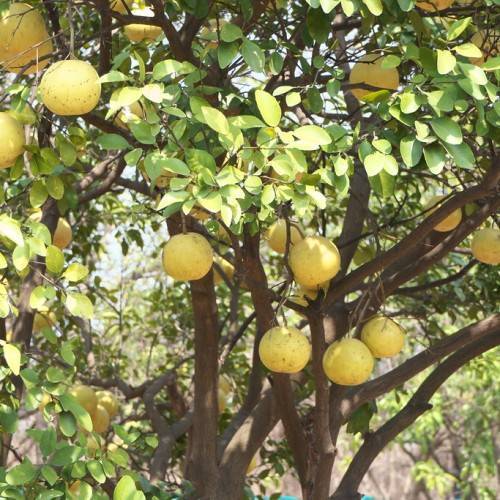 light-yellow fruits with light-green leaves on brown twigs and branches and brown trunks