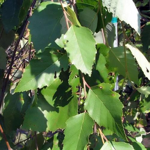 green leaves with red-brown stems and branches