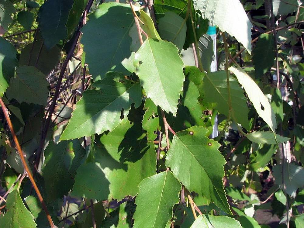 green leaves with red-brown stems and branches