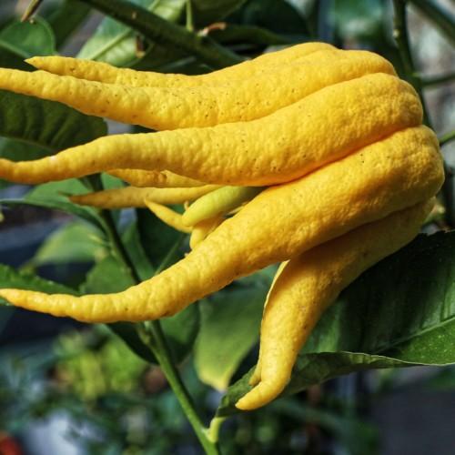 Yellow fruits with green leaves, petiole and stems.