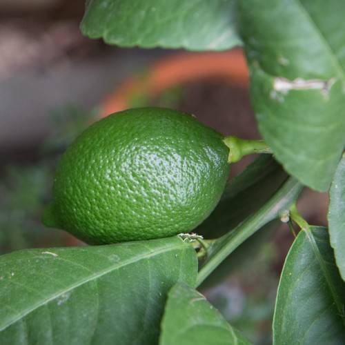 a green fruit on a light-green petiole and dark-green leaves with green veins and midribs on green stems
