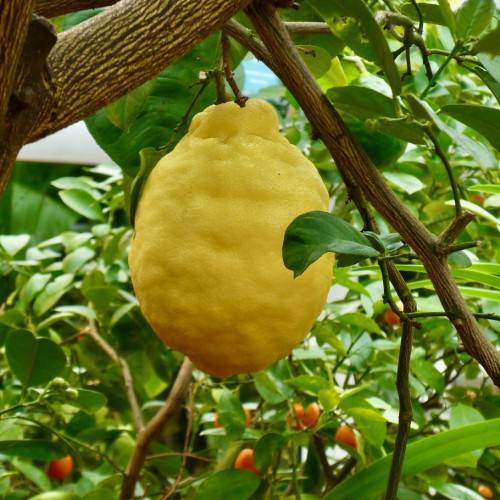 a yellow fruit on a brown twig with green leaves and brown branches