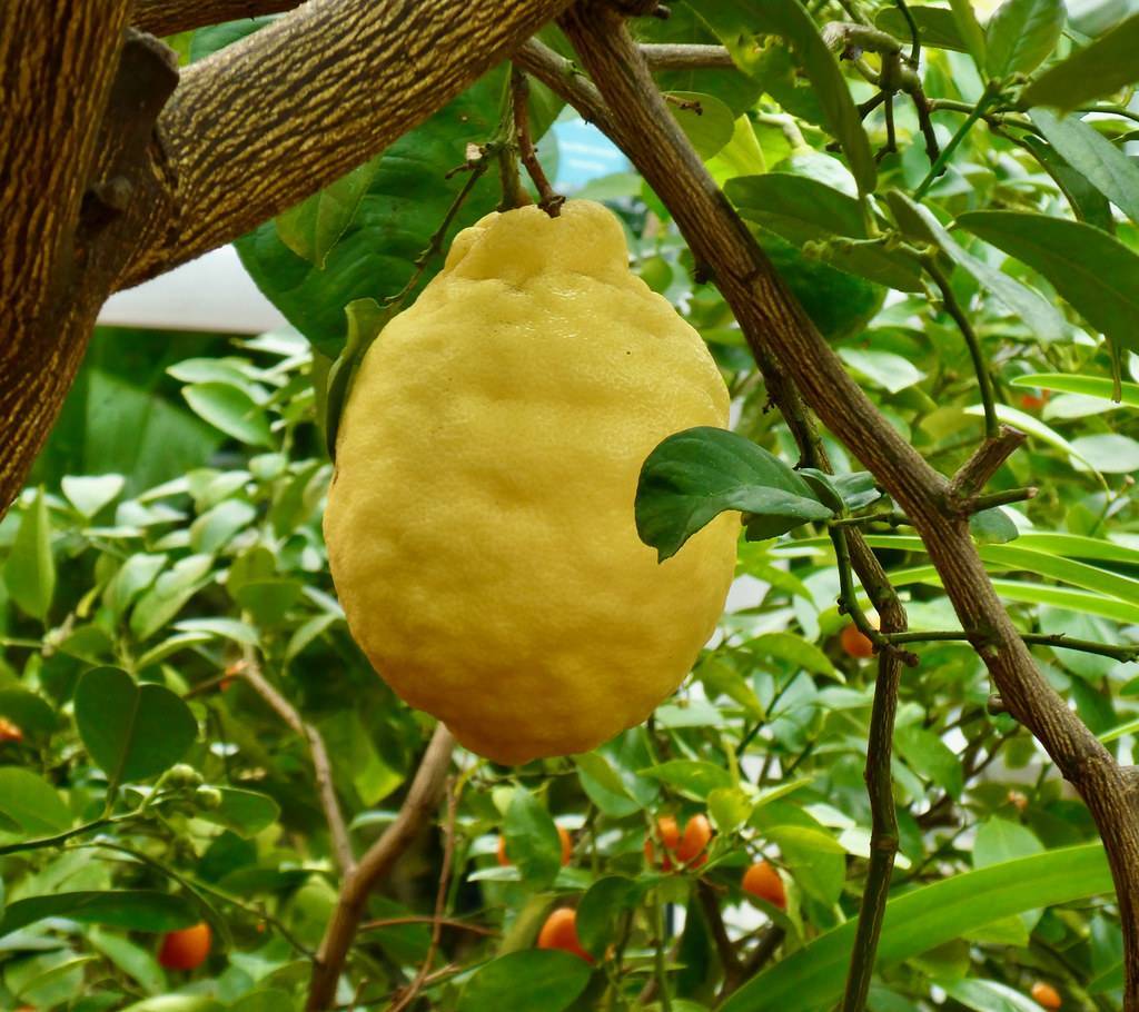 a yellow fruit on a brown twig with green leaves and brown branches