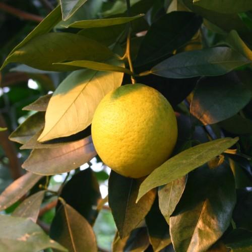Yellow fruit with dark-green leaves, yellow midrib and brown stems.