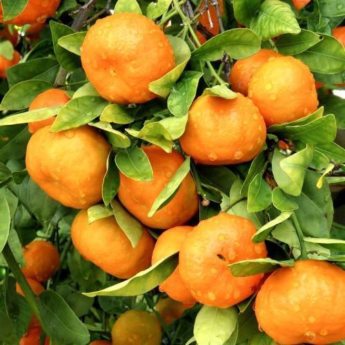 orange fruits on light-green petioles and stems with light-green leaves