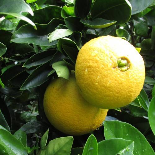 yellow fruits and dark-green leaves with green veins