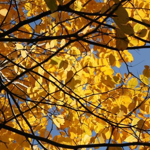 orange-yellow leaves on brown twigs and branches