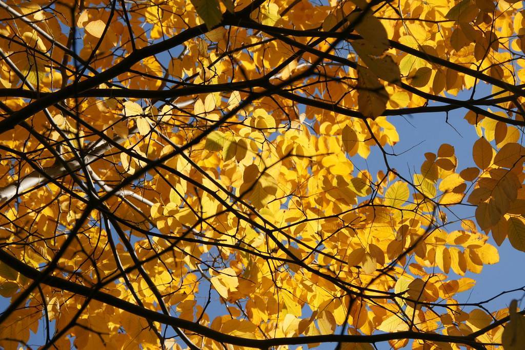 orange-yellow leaves on brown twigs and branches