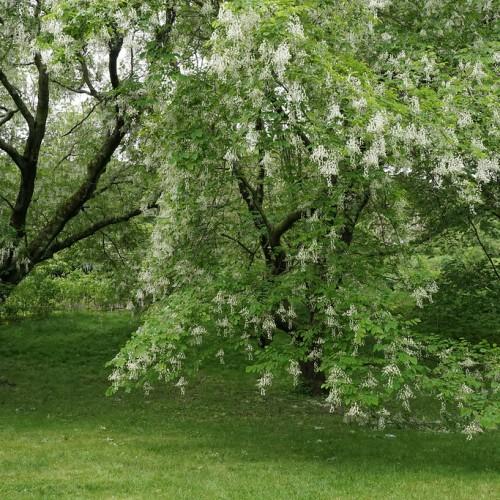 White flowers with green leaves and dark-brown branches and trunk.