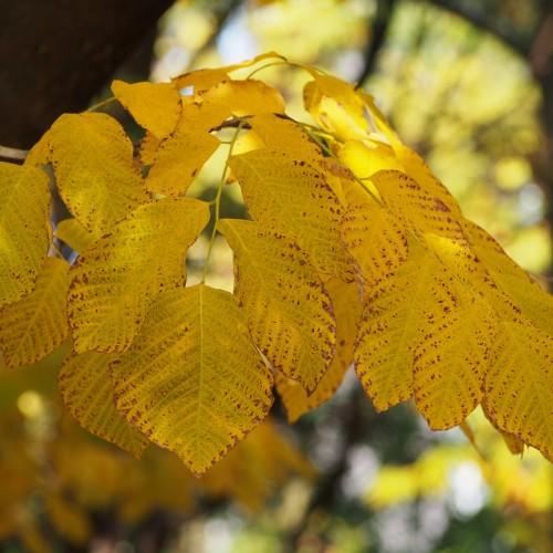 Yellow-brown leaves, yellow petiole and stems.