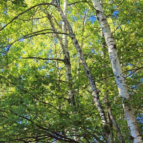 A tree with a gray-white trunk, brown branches filled with green leaves.