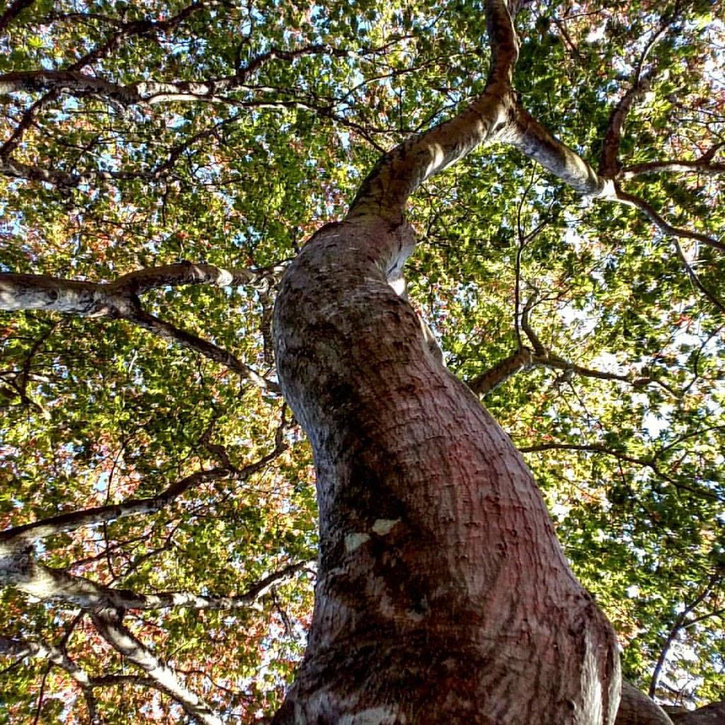 A tree with green leaves on brown branches and a solid brown trunk.