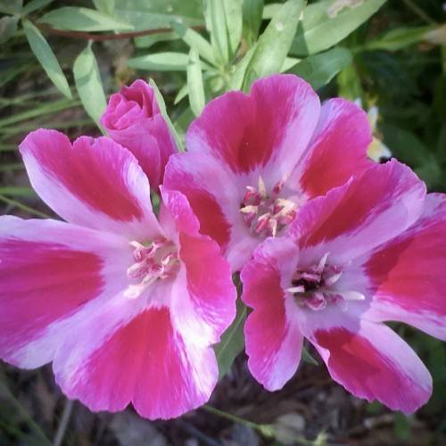 deep-pink flowers with pink-white stamens and green leaves and stems