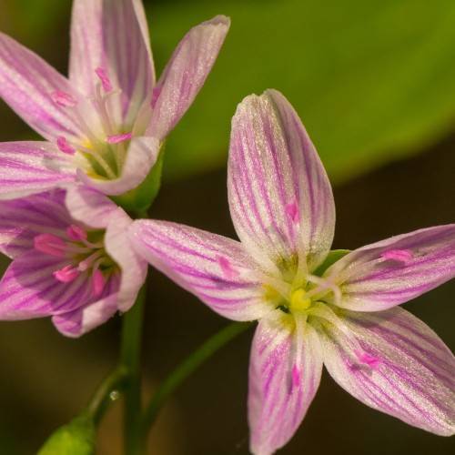 purple-white flowers with white filaments, purple-pink anthers and yellow center on green stems