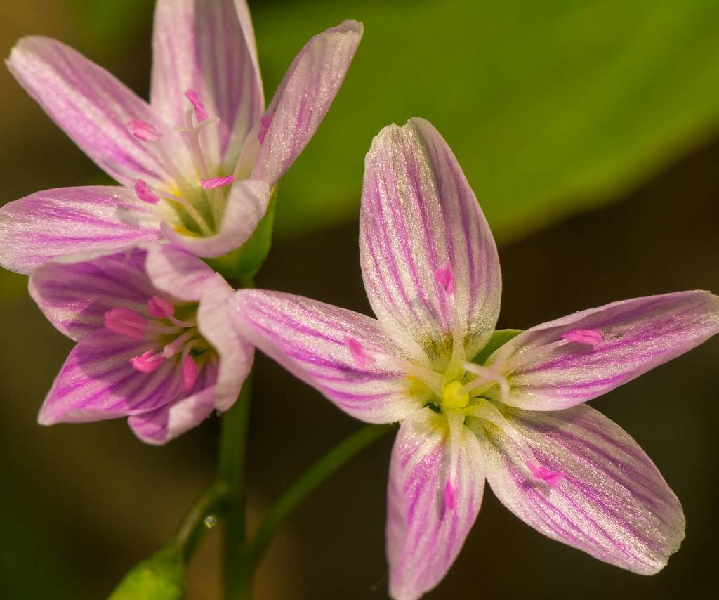 purple-white flowers with white filaments, purple-pink anthers and yellow center on green stems