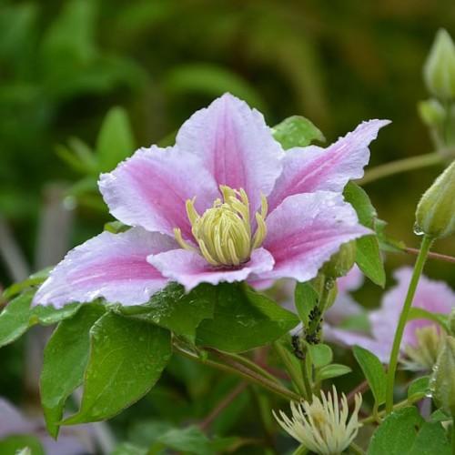 Light-dark-pink flowers, yellow center, green leaves, buds and stem.