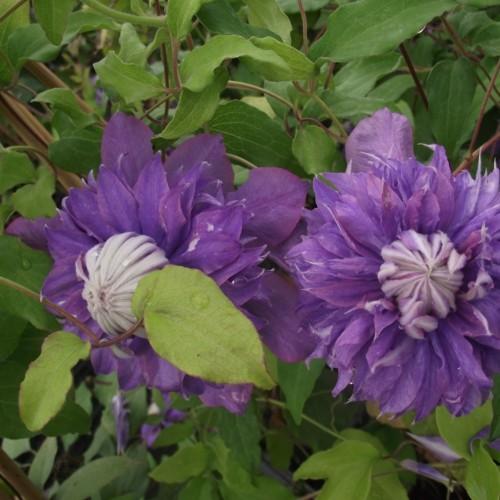 Purple-lavender flowers with lavender-white center, green leaves, green-brown petiole, brown stems, yellow midrib and veins.