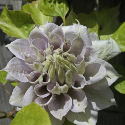 a pale-white flower with off-white stamens and lime-green leaves on green-brown stems