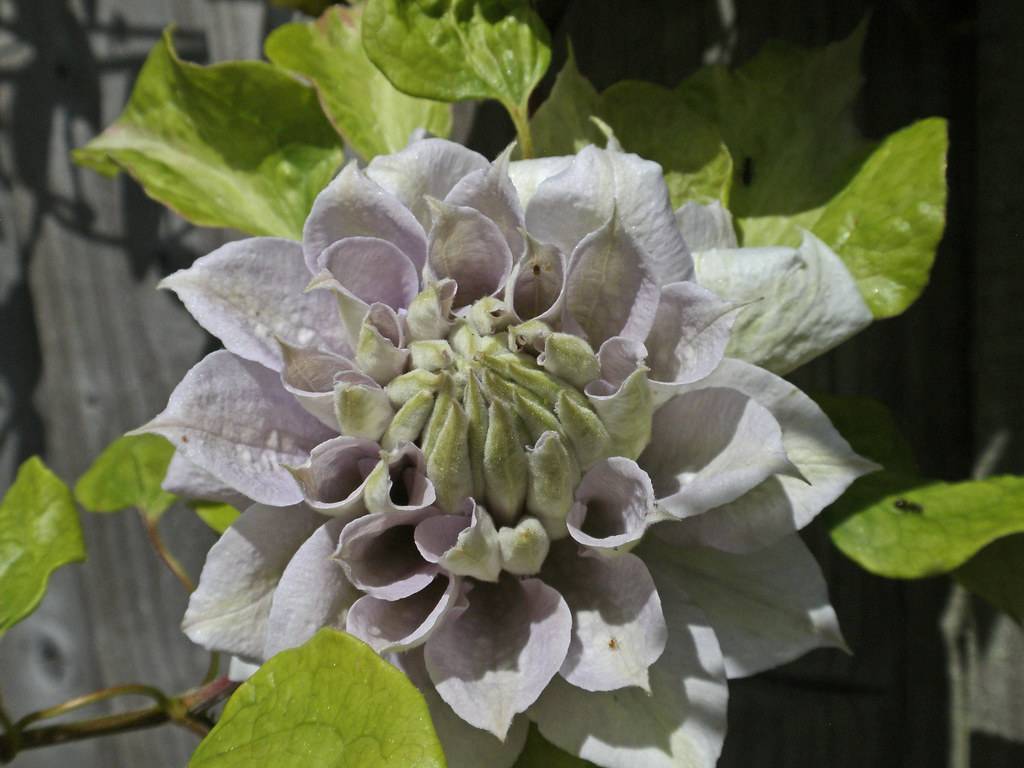 a pale-white flower with off-white stamens and lime-green leaves on green-brown stems