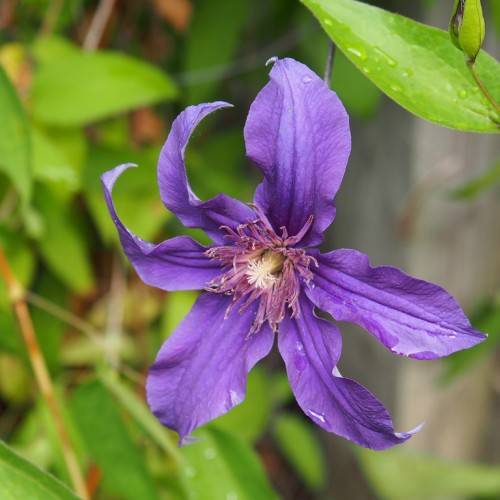 a purple-blue flower with pink stamens and a light-yellow pistil along with lush-green leaves and green-brown stems