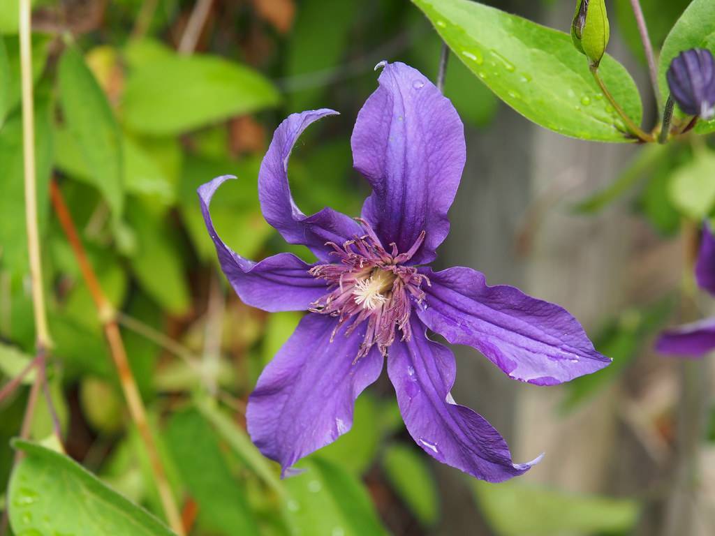 a purple-blue flower with pink stamens and a light-yellow pistil along with lush-green leaves and green-brown stems