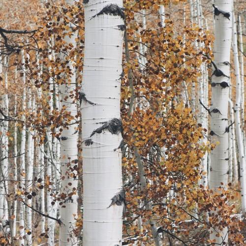 orange-black leaves with dark-brown branches and white-black trunks