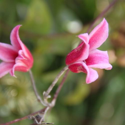 Magenta-pink flower with pink-white stems.