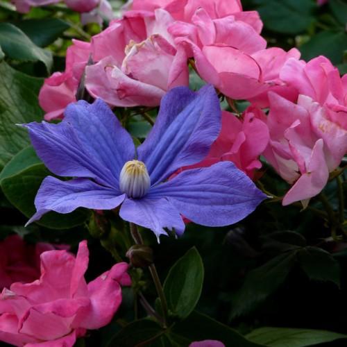 Indigo-blue flower with yellow anthers, white-blue filaments, green leaves, brown-green buds and stems.