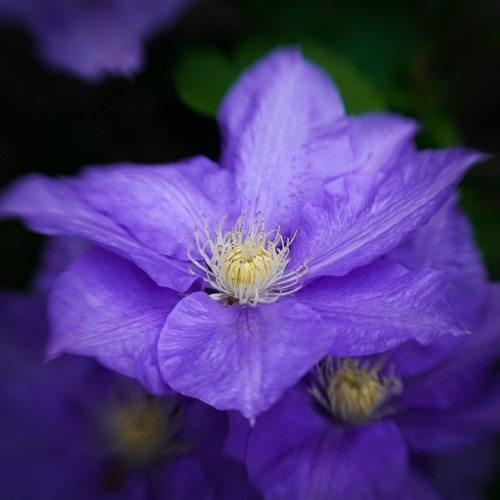 Violet flower with light-yellow center, black anthers, white filaments.