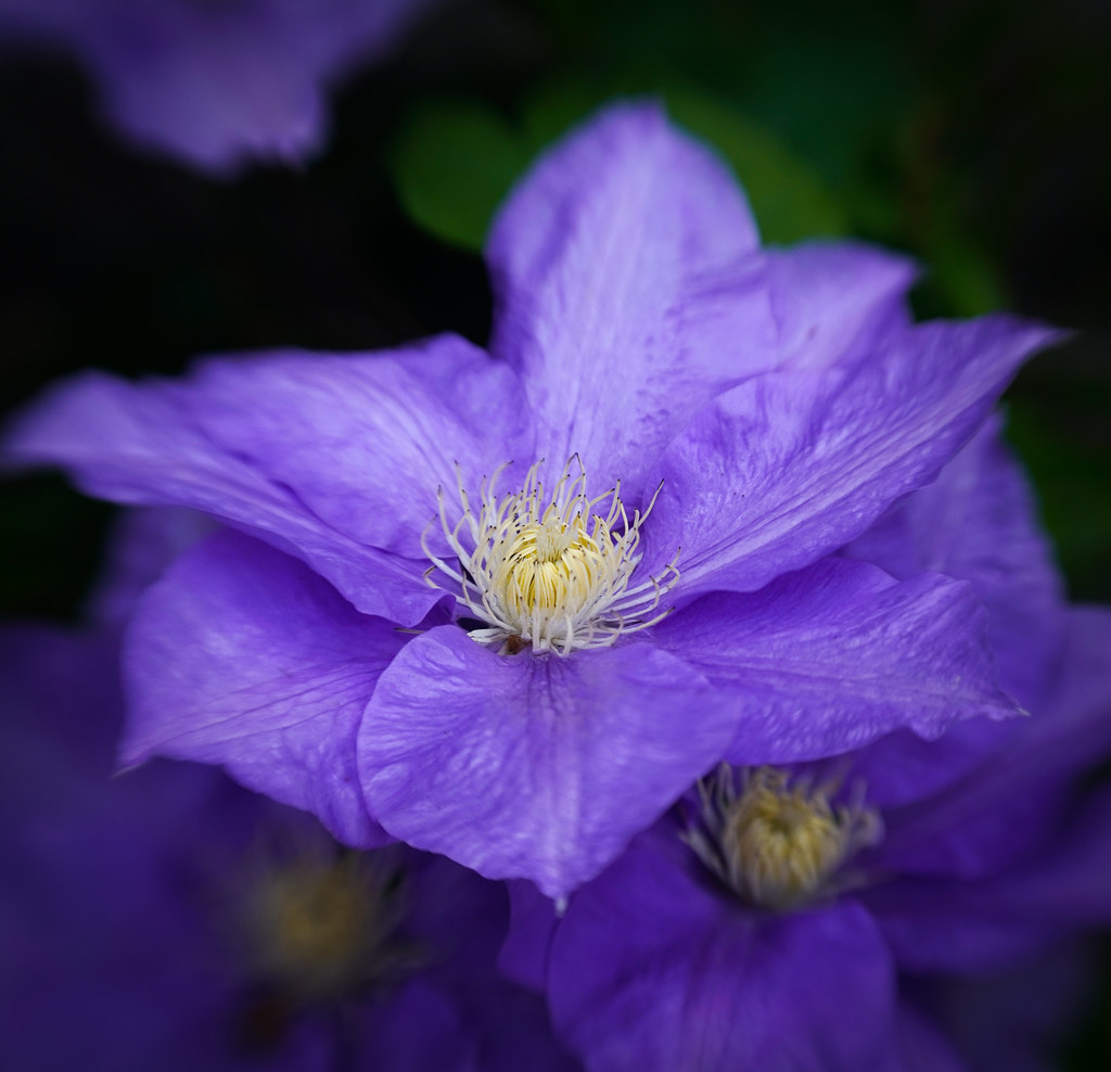 purple-blue flowers with white filaments, brown anthers and light-yellow center