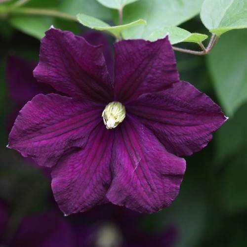 a magenta-purple flower with a light-yellow center and light-green leaves on light-brown petioles and stems