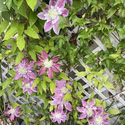 purple-pink flowers with off-white center, light-green leaves on brown petioles and stems