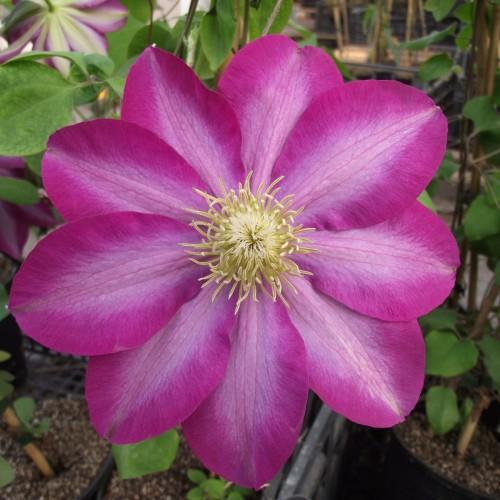 Magenta-pink flower with yellow filaments
and green leaves.