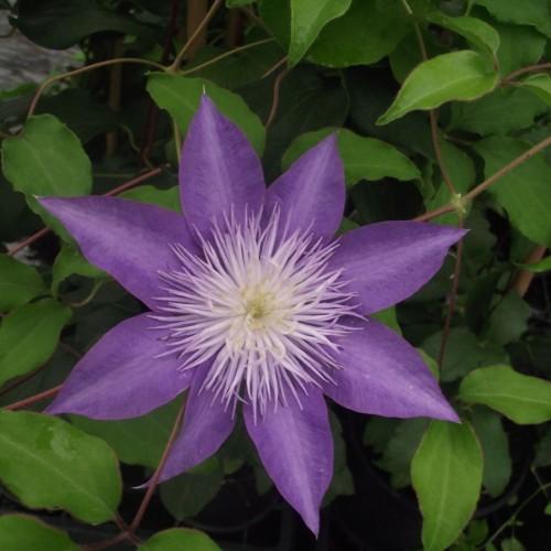 Lilac-blue flower with petaloid white stamens, brown-beige stems, green leaves, yellow midrib and veins.