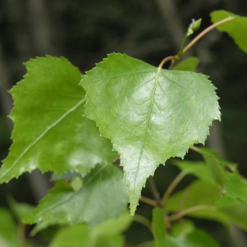 lime leaves with light-brown stems