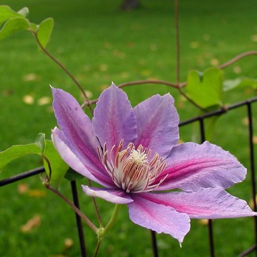 Magenta-purple flower with burgundy anthers, white filaments, green leaves, brown-beige stems.
